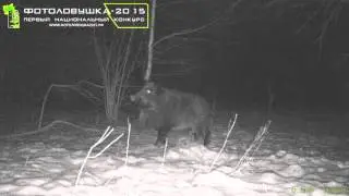 ID15566/НП 