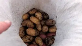 Подвальные мини клубни , или меристема   Кто кого