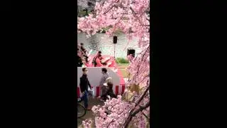 koto on kamogawa