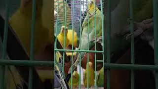 নানান পাখির নানান ভাষা