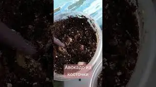 Косточку авокадо закинули в землю. И вуаля - результат. Кстати, листья, кожура и косточка ядовиты!
