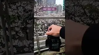 The PERFECT Sakura Framing