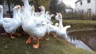 Определяем пол гусей//Отбор гусей на племя