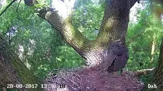Malwin last secs in the nest (28.08). Black Storks from Poland 2017