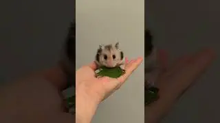 #сирийскийхомяк ест #шпинат
