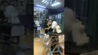 Puppy Grooming #shorts