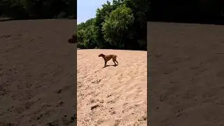 Vizla vs. HUGE Blue Bay Shepherd #shorts