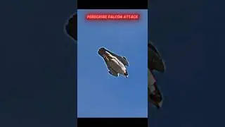 Peregrine falcon attacks pigeon 