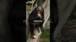 Bonobo facts you didn't know #bonobos #animals #animalfacts