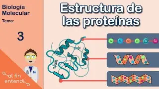 Protein structure and the bonds that stabilize it. I finally understand: Molecular biology