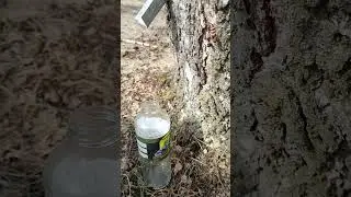 сокберезовый#2024#деревенские#будни#за ЗОЖ#