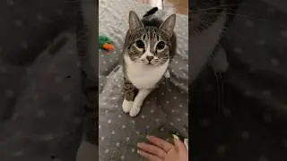 ✨Ekekekekekek✨