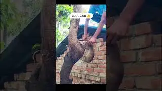 i dont know this guy... but he did a wonderful work #cat