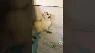 котики в тик ток