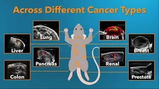 Vevo for Oncology by FUJIFILM VisualSonics