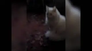 Мои КОТЫ