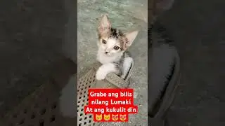Bilis nilang lumaki😸😸😸😸😸😻😻😻😻