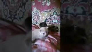 котята мандарин и шоколад.mp4