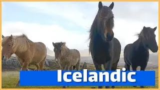 About The Icelandic Horse | DiscoverTheHorse
