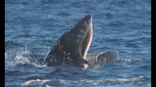 Humpback whales sing to woo females