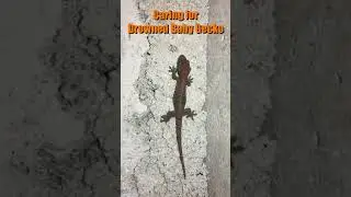 Caring for a Drowned Baby Gecko Part 03 | 照顾溺水的小壁虎斯里兰卡