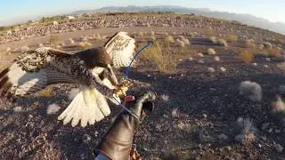 Running with Red-tails - Suzy's first Jack