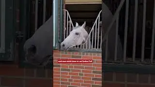 Hengstschau Hof Sosath 🐎 