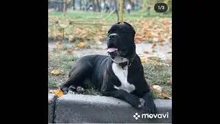 КАНЕ-КОРСО.ЖИВУ ТОБОЙ!!моя Аббигель!!!для любителей этой породы посвящается!