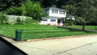 Deer Eating my Clover, on my Front Lawn