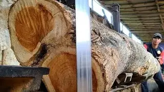 horrific sight when sawing log full of problem at sawmill