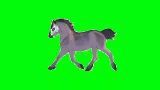 Green screen video horse