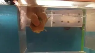 Ciklet Balığım Yavruladı