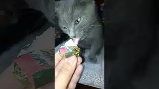 #cat #shortvideo #прикол #юмор #котики #catshorts #кот #shortsvideo #котик #catlover