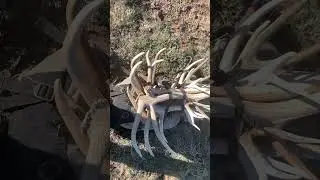 Loaded pack of sheds #hunting #elk #outdoors #shedlife #hunter