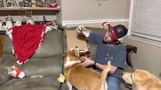 November 2022 Barkbox