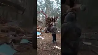 разбор дома в лесу