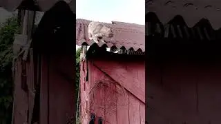 Бабушка скалолазка.🐯🏡