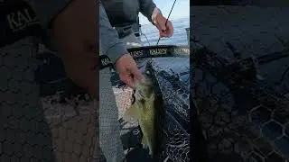How to spot BIG WALLEYE #walleye #walleyefishing #livescope #fishingtips
