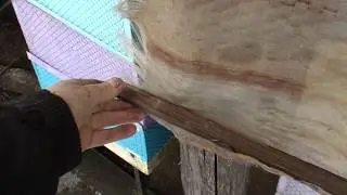 Борба с мышами в ульях