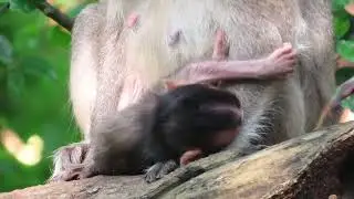 Baby Monkey