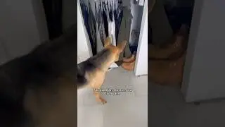 Puppy and kitty play extreme game of hide and seek part 3