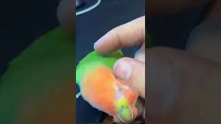 🦜 Почеши