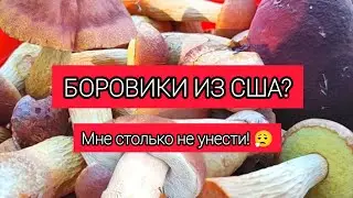КАНАДСКИЙ БОРОВИК | В ПОИСКАХ ВКУСНЫХ ГРИБОВ | ПОХОД В ЛЕС