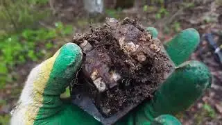 Металлокоп как есть. Апрель 2024. Лес ещё даёт металл