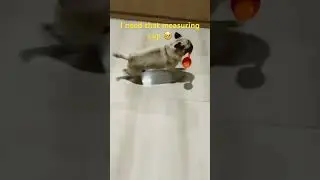 Does your dog do this too? 😂😅 #pug  #furbaby #dog #doglover #funnyshorts #pugnation #pugpals