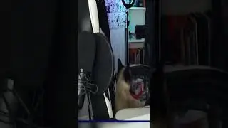 Показываю Киску, заходи на мой твич 