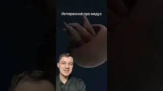 Про медуз | SMITUP | 