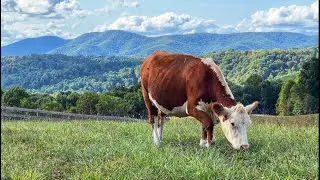 Tasty Treats | Training our cows
