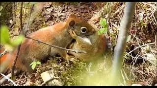 A squirrel is raising a naughty squirrel