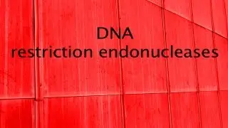 DNA   restriction enzymes
